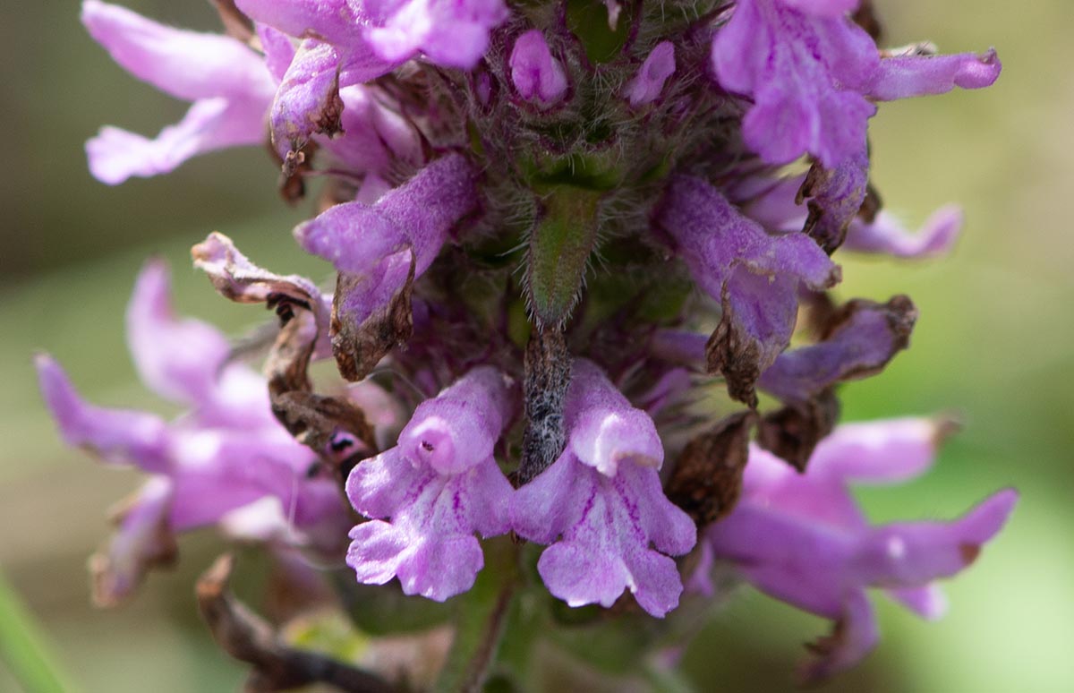 Blüten